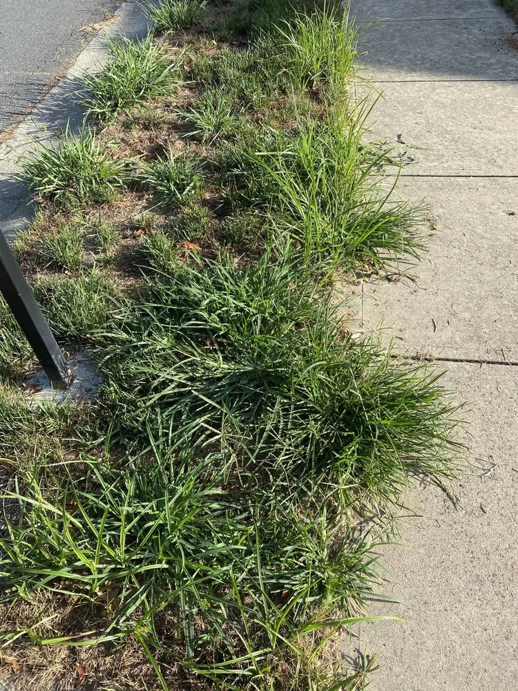 Trusted lawn care service for residential properties in Charlotte, NC by ExperiGreen Lawn Care