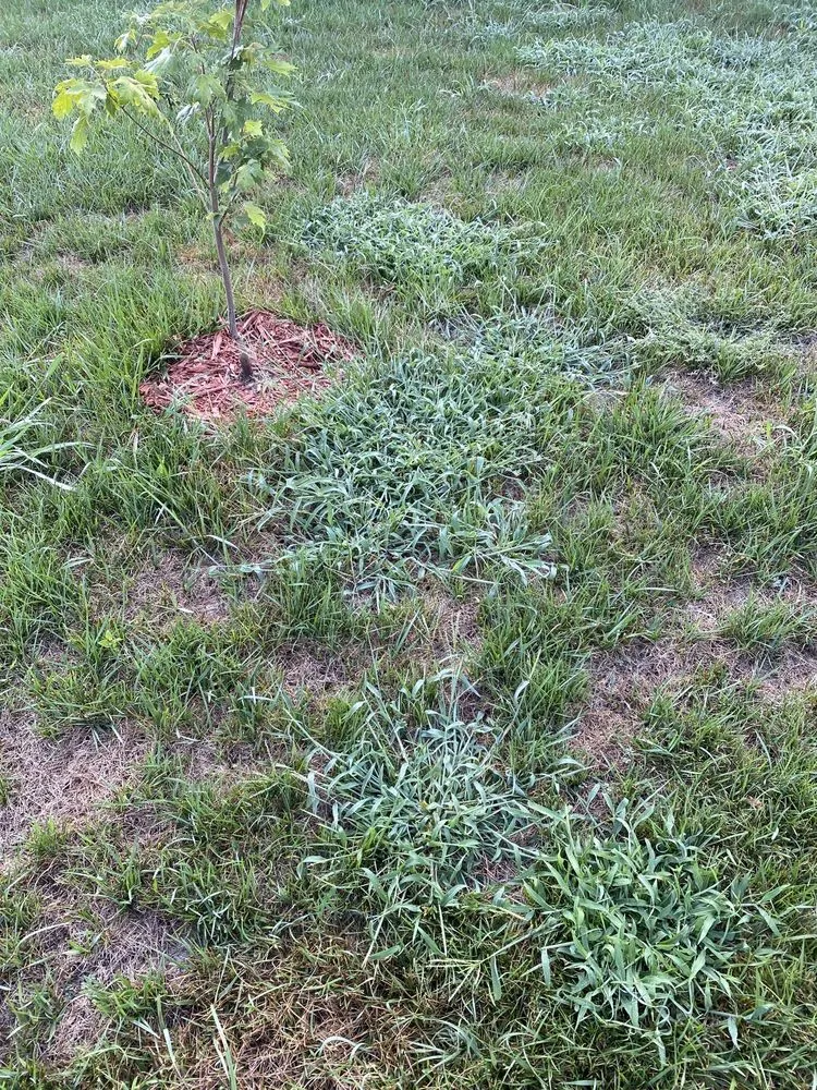 Local yard cleanup service for beautiful yards in Charlotte, NC by ExperiGreen Lawn Care