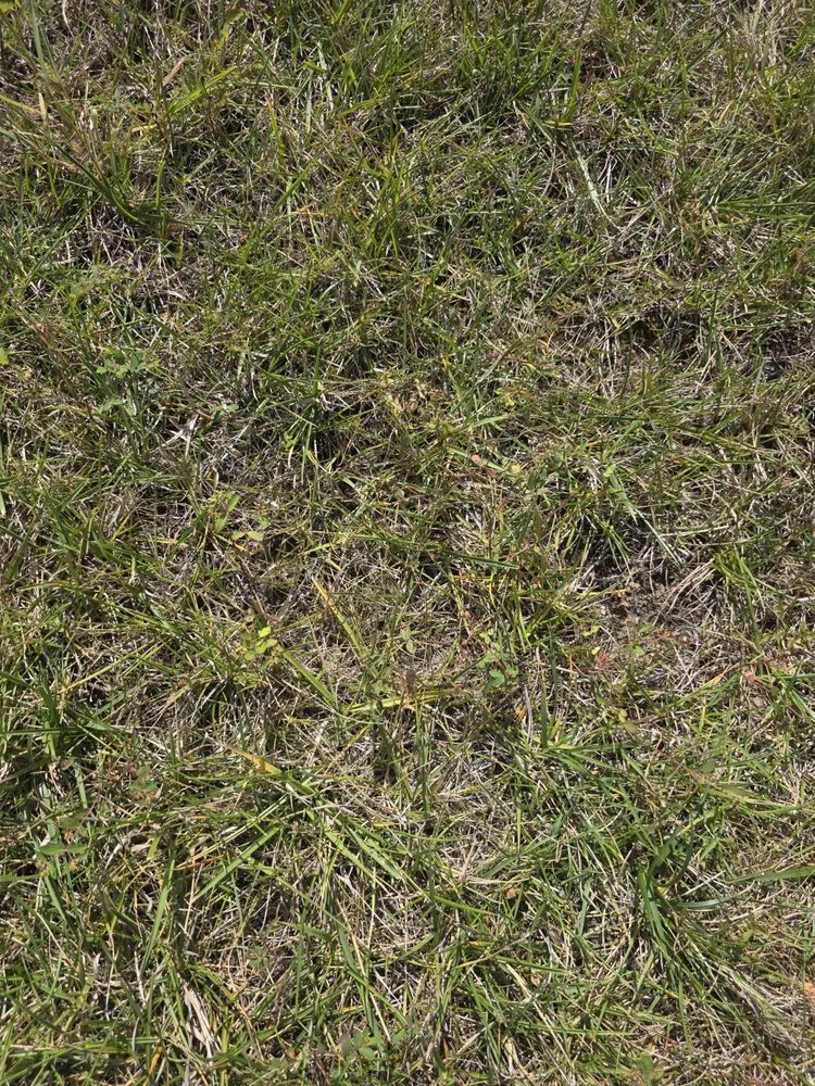 Trusted residential landscaping in Indianapolis, IN - ExperiGreen Lawn Care