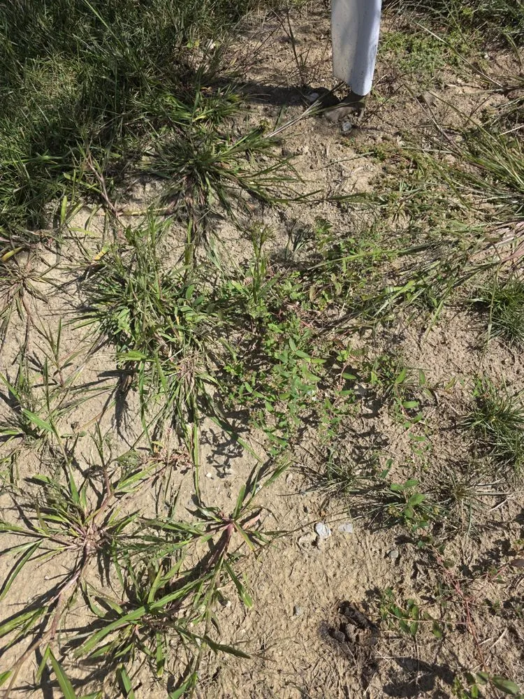 Affordable landscaping services in Indianapolis, IN by ExperiGreen Lawn Care