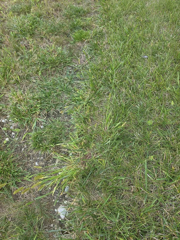 Custom lawn care service experts serving Indianapolis, IN - ExperiGreen Lawn Care