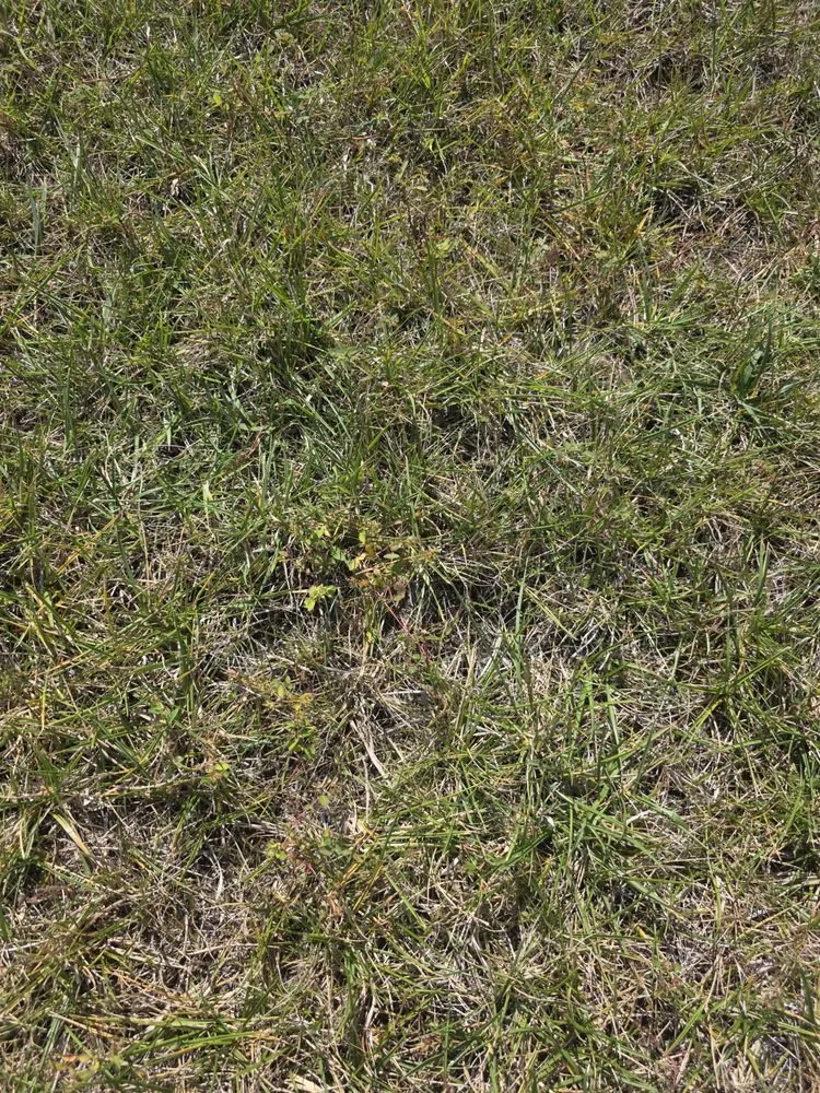 Trusted lawn mowing service experts serving Indianapolis, IN - ExperiGreen Lawn Care