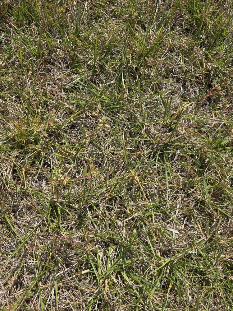 Local yard cleanup service near you across Indianapolis, IN - ExperiGreen Lawn Care