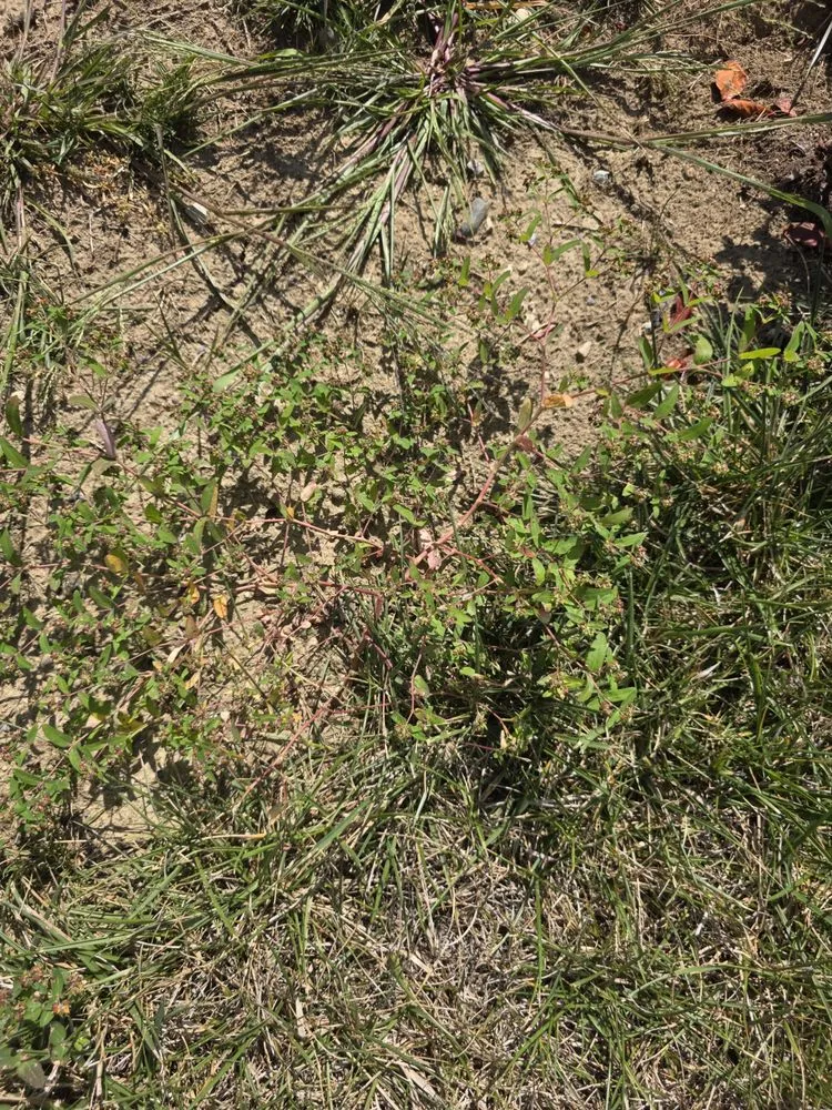 Custom lawn mowing service with custom design across Indianapolis, IN - ExperiGreen Lawn Care