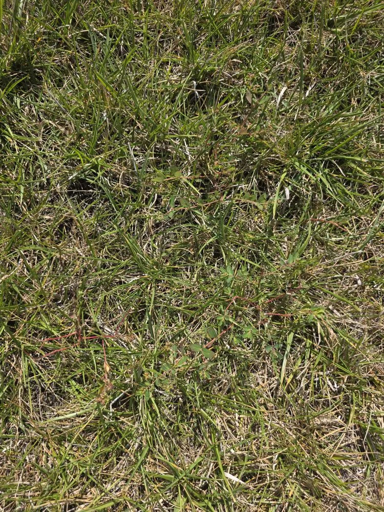 Local landscaping services for homes across Indianapolis, IN - ExperiGreen Lawn Care