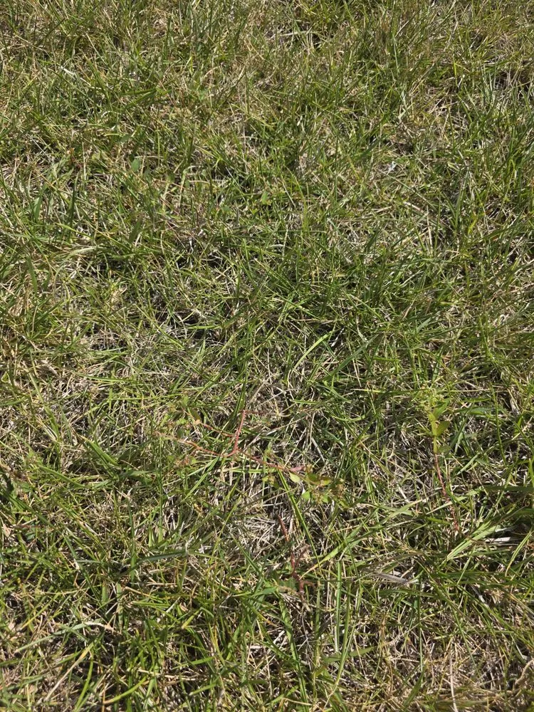 Top-rated landscape design for homes across Indianapolis, IN - ExperiGreen Lawn Care