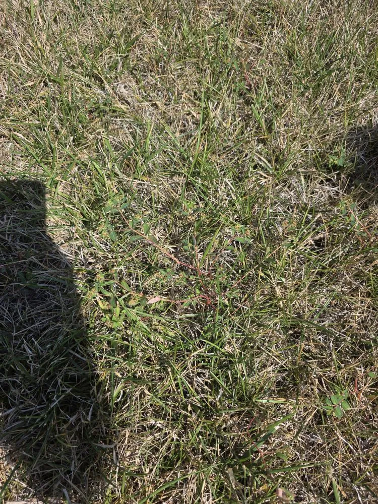 Local lawn mowing service for homes across Indianapolis, IN - ExperiGreen Lawn Care