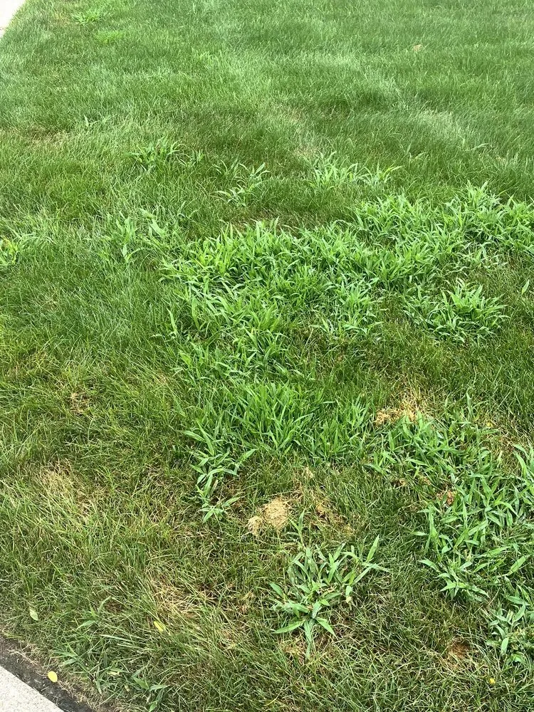 Affordable lawn care service in Mishawaka, IN - ExperiGreen Lawn Care