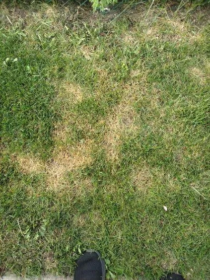 Custom garden landscaping in Tinley Park, IL - ExperiGreen Lawn Care