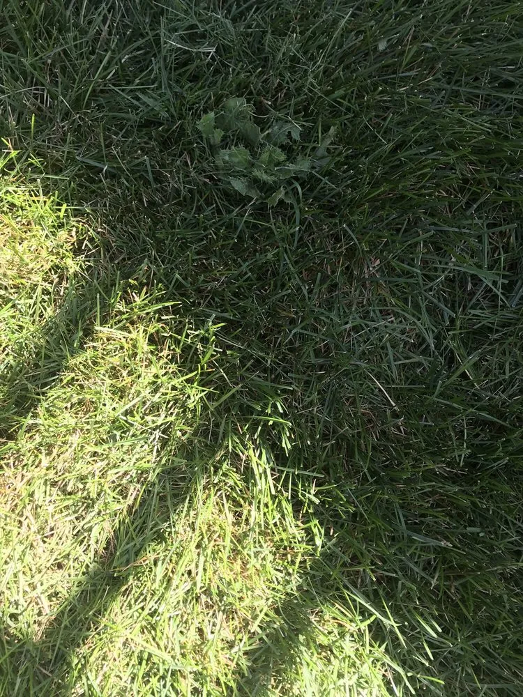 Affordable lawn care service in Tinley Park, IL - ExperiGreen Lawn Care