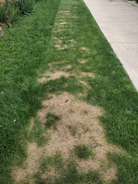 Custom residential landscaping for outdoor upgrades in Tinley Park, IL by ExperiGreen Lawn Care