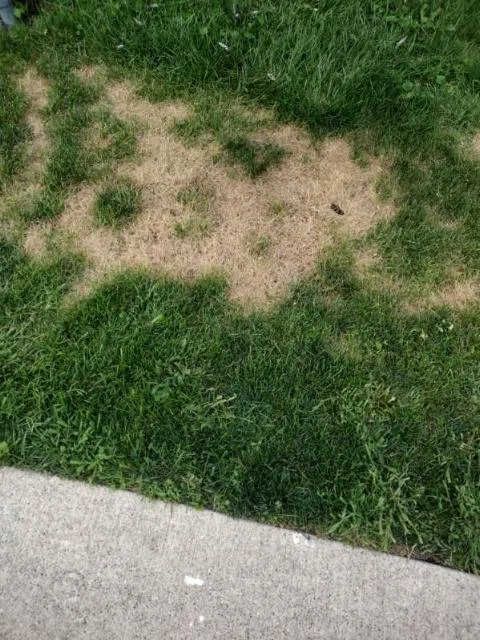 Custom yard cleanup service for residential properties in Tinley Park, IL by ExperiGreen Lawn Care