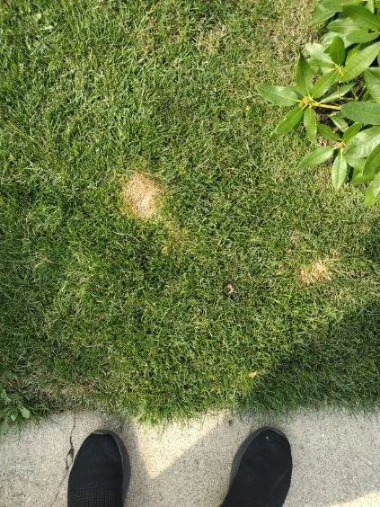 Top-rated landscaping services with custom design in Tinley Park, IL by ExperiGreen Lawn Care