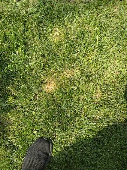 Trusted outdoor landscaping experts serving Tinley Park, IL - ExperiGreen Lawn Care