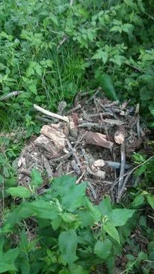 Expert Lawn & Tree Service