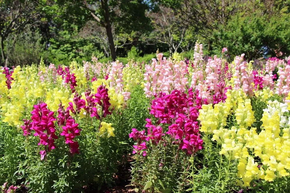 Expert yard cleanup service for homes across Dallas, TX - Expert Organics