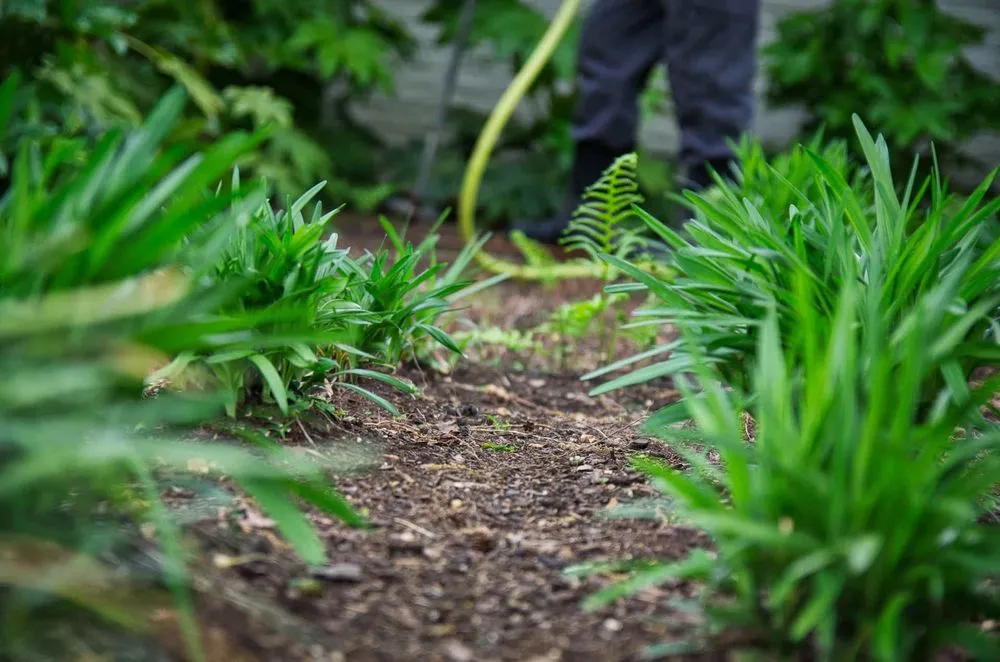 Affordable landscape design in Dallas, TX - Expert Organics