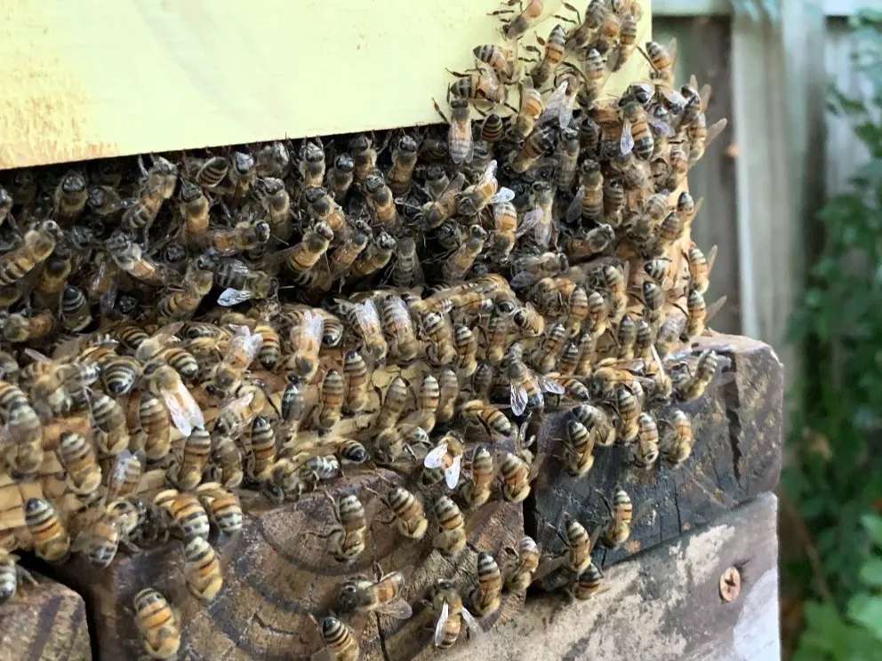 Top-rated outdoor landscaping in Dallas, TX by Expert Organics