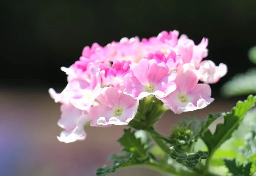 Custom landscape design in Dallas, TX - Expert Organics