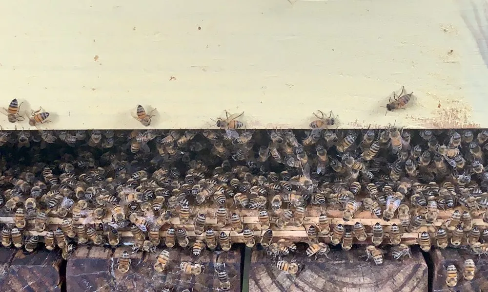 Custom outdoor landscaping for outdoor upgrades in Dallas, TX by Expert Organics