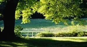 Trusted residential landscaping near you across Woodbridge, NJ - Expert Stump Removal