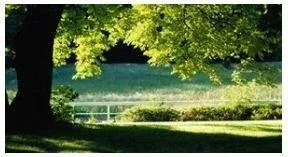 Expert lawn mowing service for beautiful yards in Woodbridge, NJ by Expert Stump Removal