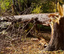 Trusted landscape installation in Portersville, PA - Expert Tree & Landscaping Service