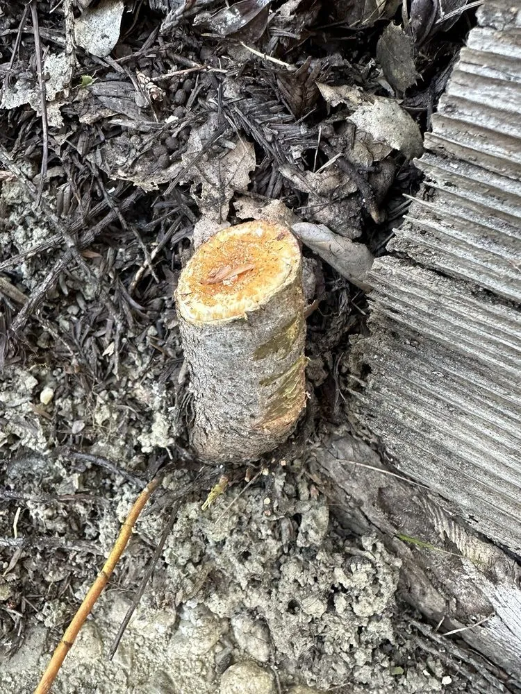 Expert outdoor landscaping with custom design across Orinda, CA - Expert Tree Service