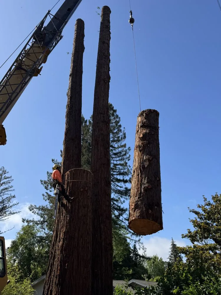 Top-rated residential landscaping in Orinda, CA by Expert Tree Service