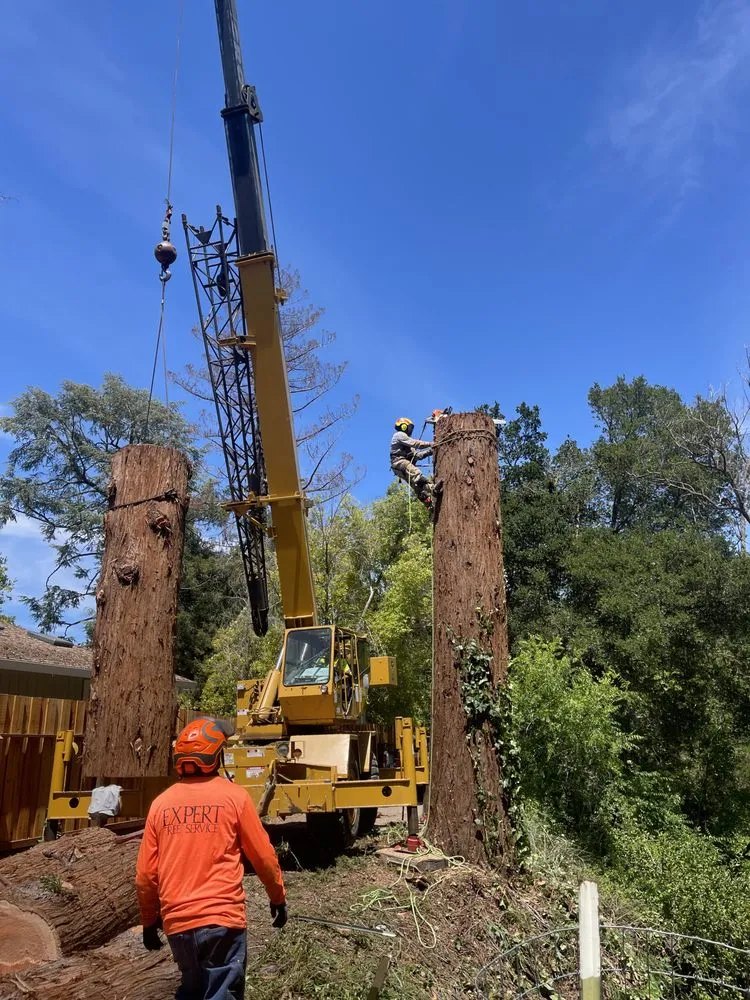 Professional landscape design for residential properties across Orinda, CA - Expert Tree Service