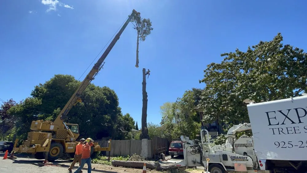 Professional landscaping services near you in Orinda, CA by Expert Tree Service