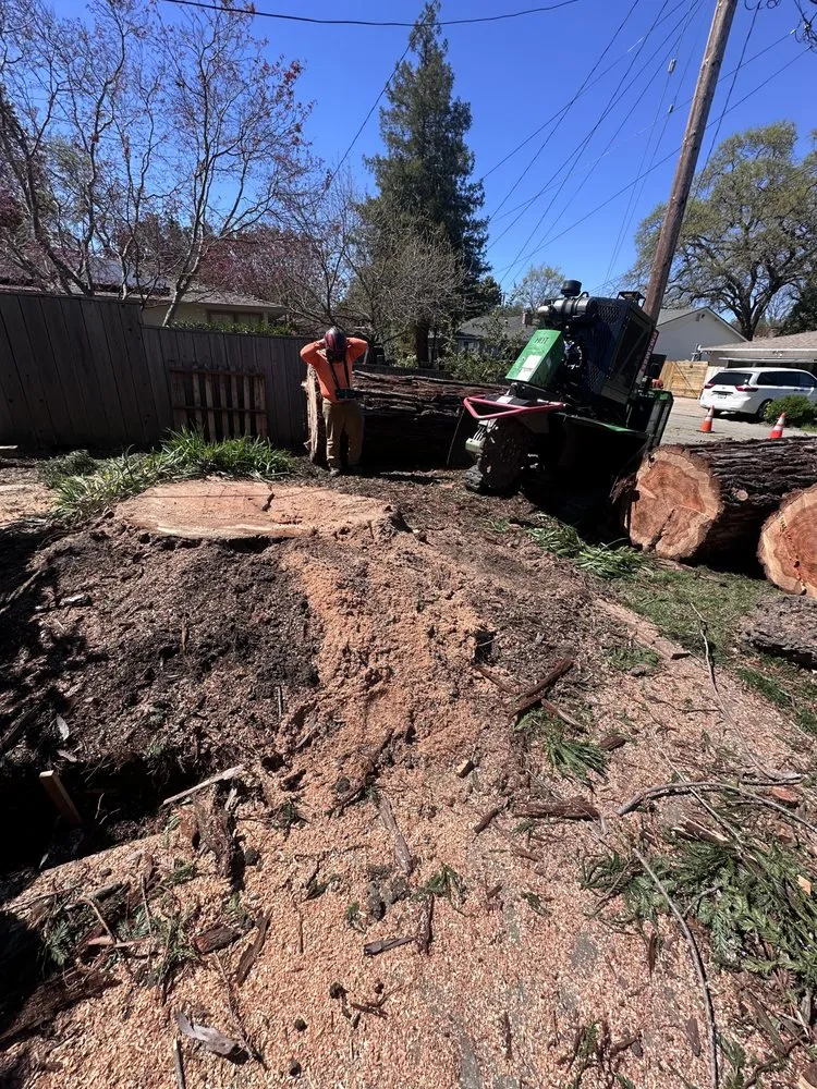 Professional landscape installation in Orinda, CA by Expert Tree Service