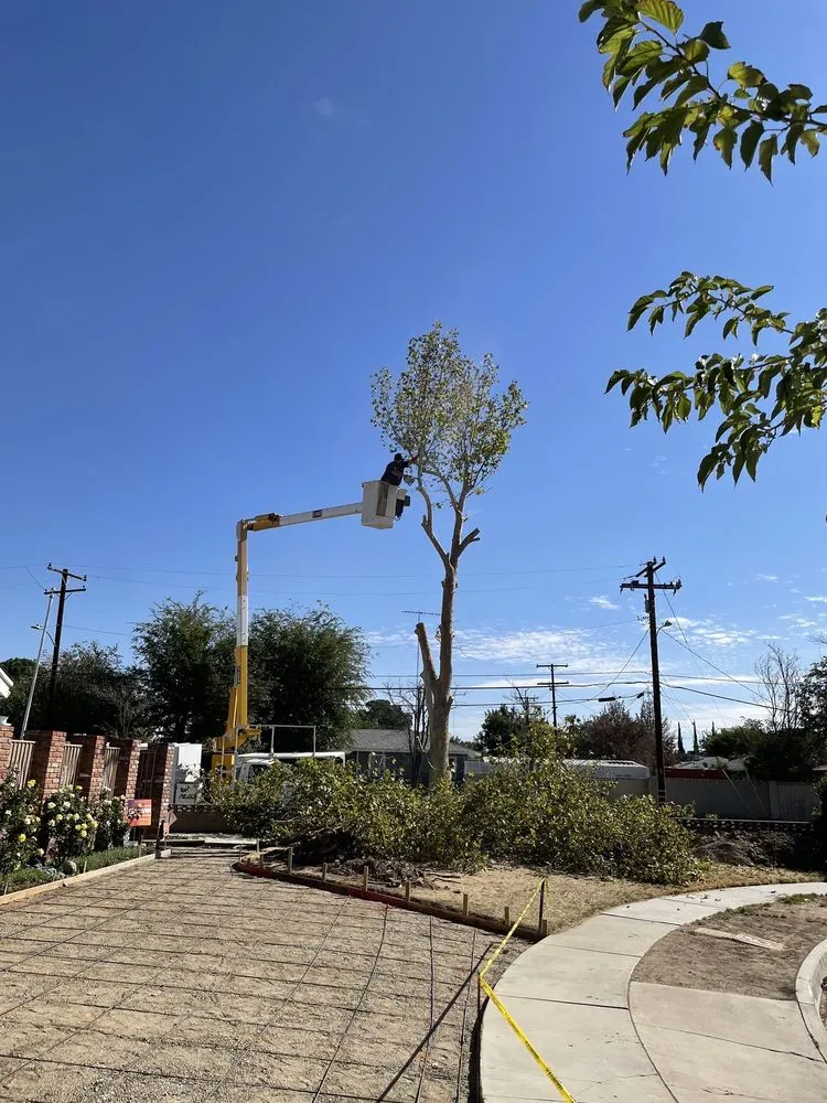Local landscaping services in Palmdale, CA by Expert Tree Service