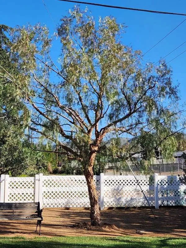 Expert residential landscaping for year-round maintenance across Palmdale, CA - Expert Tree Service