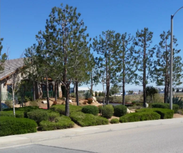 Custom outdoor landscaping in Palmdale, CA by Expert Tree Service