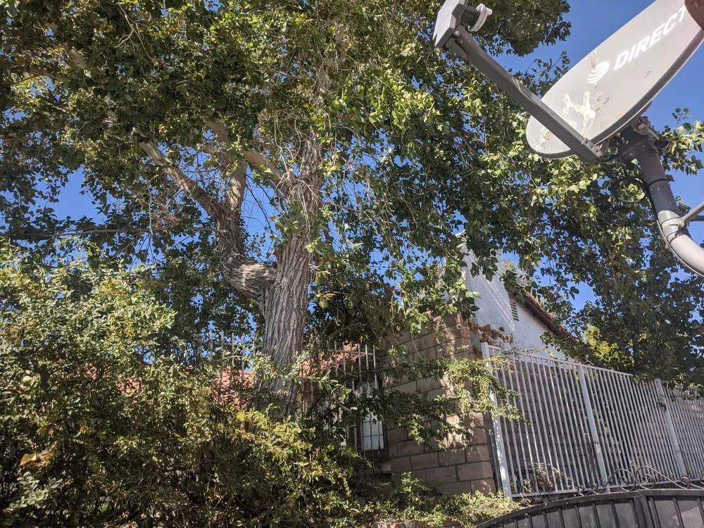 Professional yard cleanup service for year-round maintenance in Palmdale, CA by Expert Tree Service