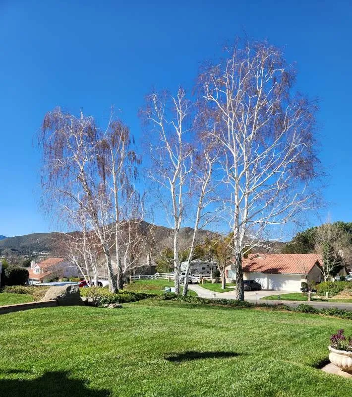Professional landscape design experts serving Palmdale, CA - Expert Tree Service