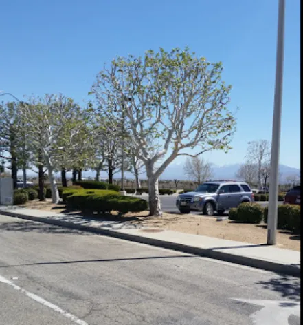 Reliable yard cleanup service in Palmdale, CA - Expert Tree Service