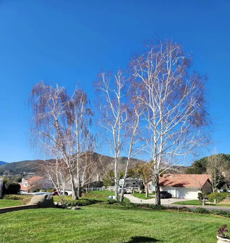 Trusted garden landscaping for residential properties in Palmdale, CA by Expert Tree Service