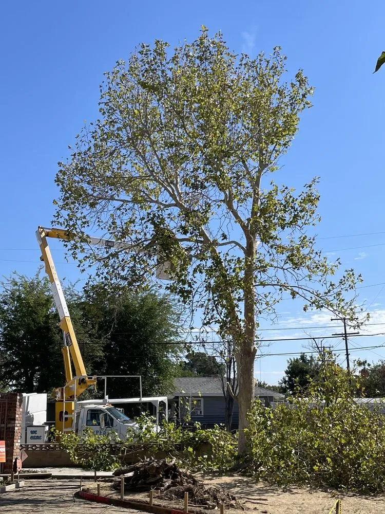 Local lawn care service in Palmdale, CA - Expert Tree Service