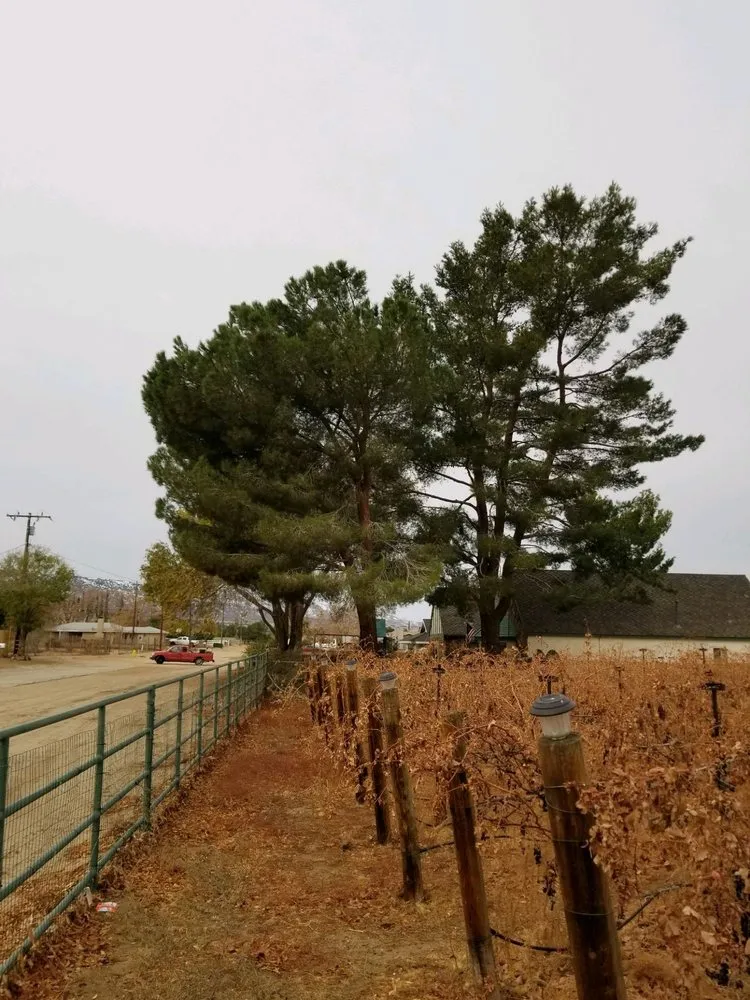 Affordable outdoor landscaping in Palmdale, CA by Expert Tree Service