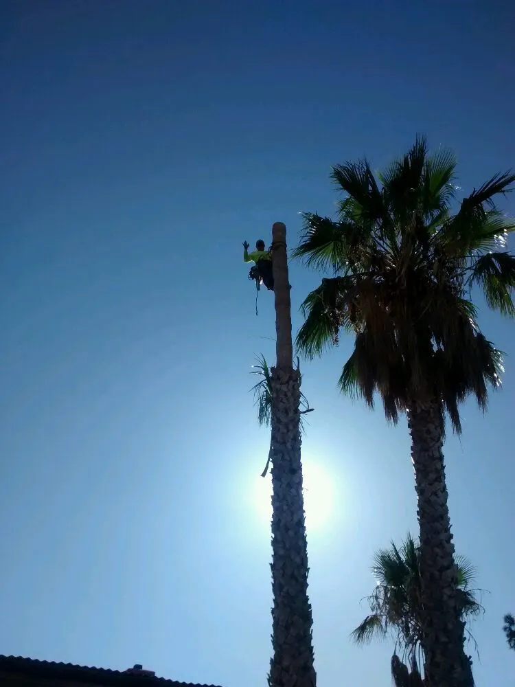 Top-rated yard cleanup service for year-round maintenance across Palmdale, CA - Expert Tree Service