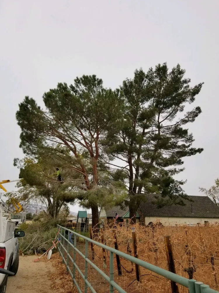 Local residential landscaping for residential properties in Palmdale, CA by Expert Tree Service