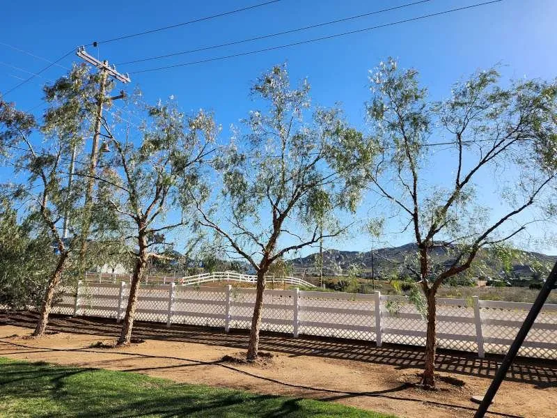 Top-rated yard maintenance experts serving Palmdale, CA - Expert Tree Service