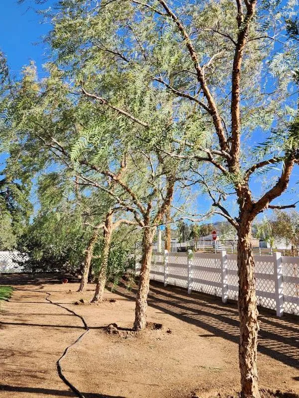 Affordable landscape design with custom design in Palmdale, CA by Expert Tree Service