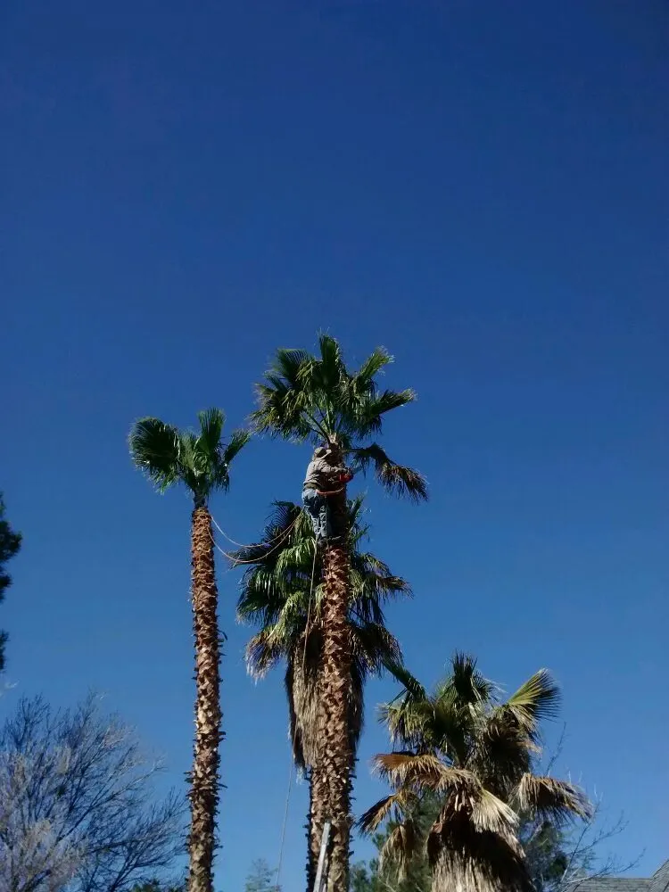 Custom landscape installation experts serving Palmdale, CA - Expert Tree Service