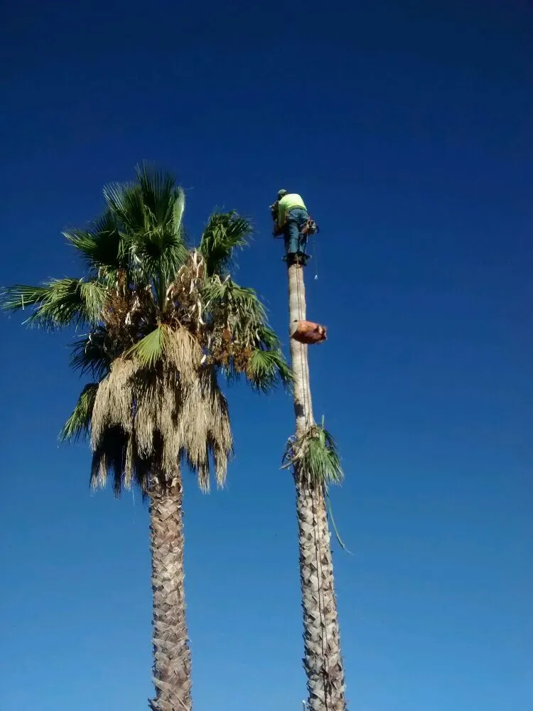 Affordable lawn care service for beautiful yards in Palmdale, CA by Expert Tree Service