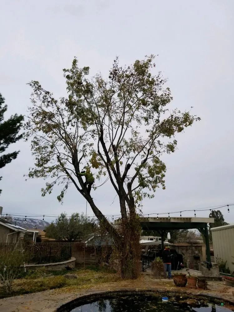 Expert yard maintenance experts serving Palmdale, CA - Expert Tree Service