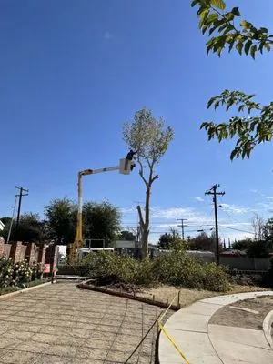 Expert Tree Service