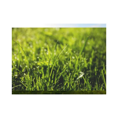 Custom landscaping services experts serving Belleview, FL - experts from the ground up